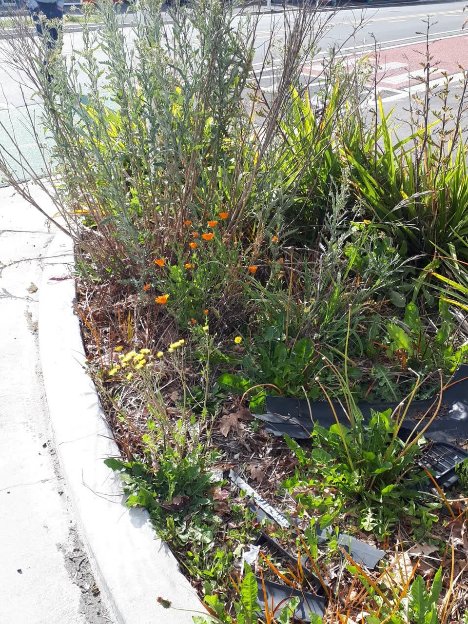 The photograph attached to this overgrown vegetation report