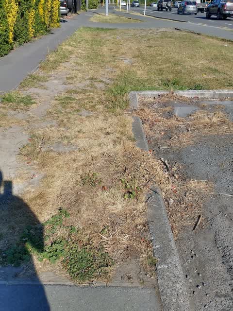Overgrown Vegetation, a report photo