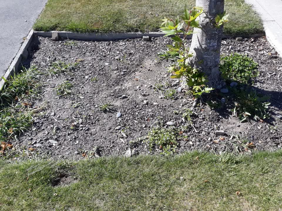 The photograph attached to this trees - general report