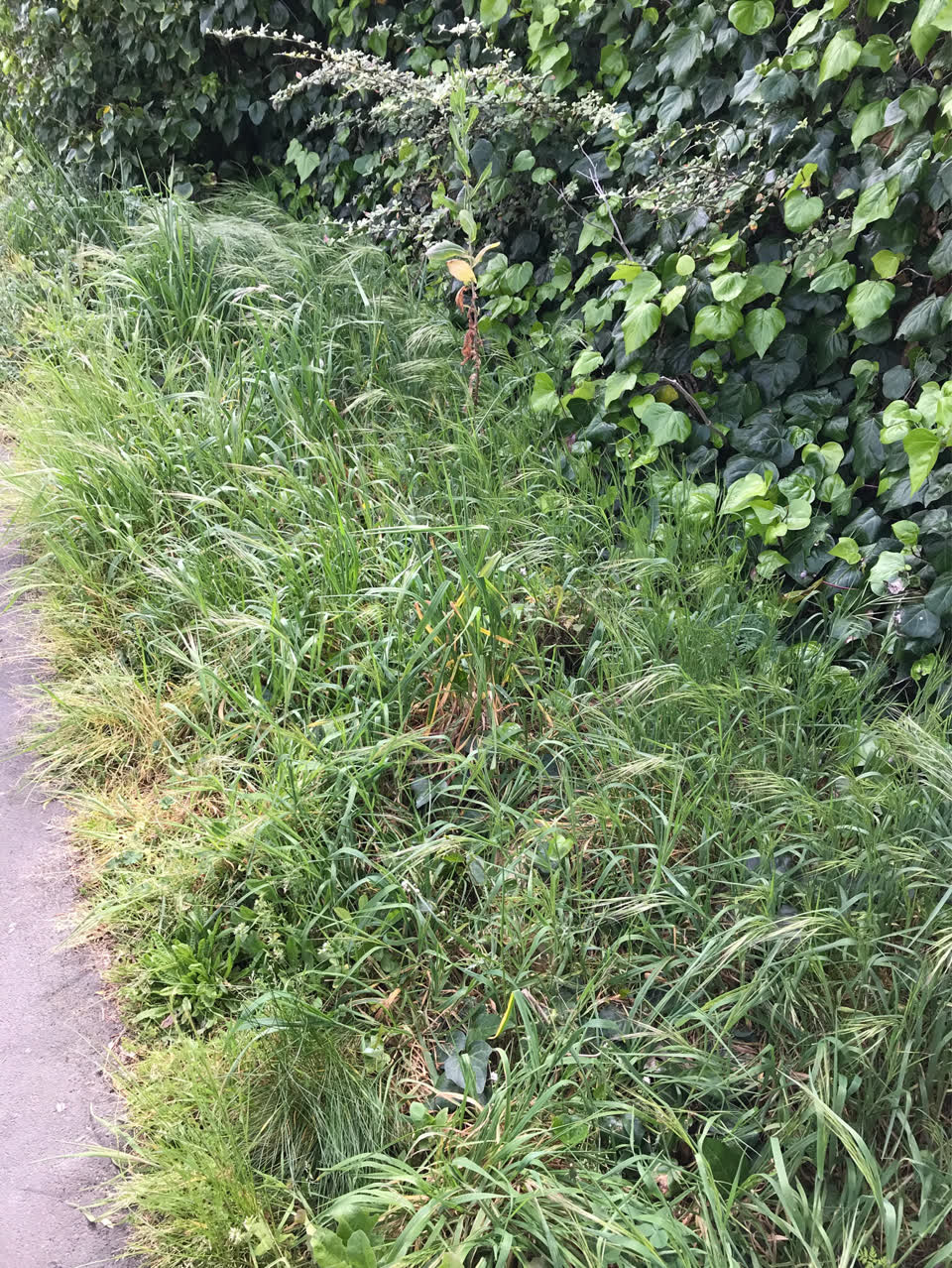 The photograph attached to this overgrown vegetation report