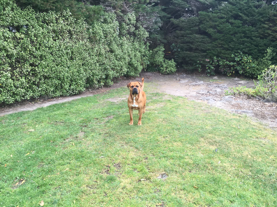 The photograph attached to this animal - domestic report