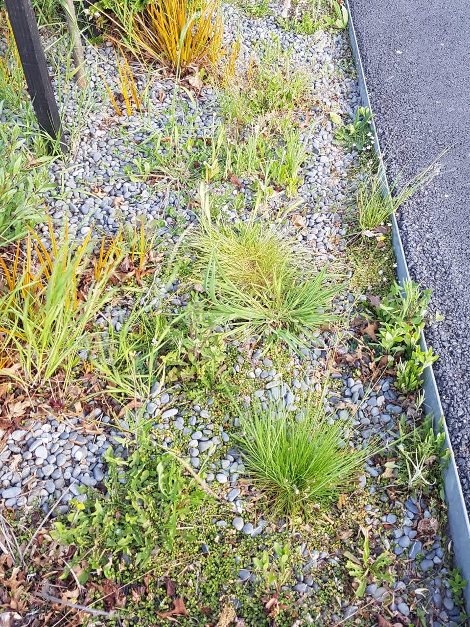 The photograph attached to this overgrown vegetation report