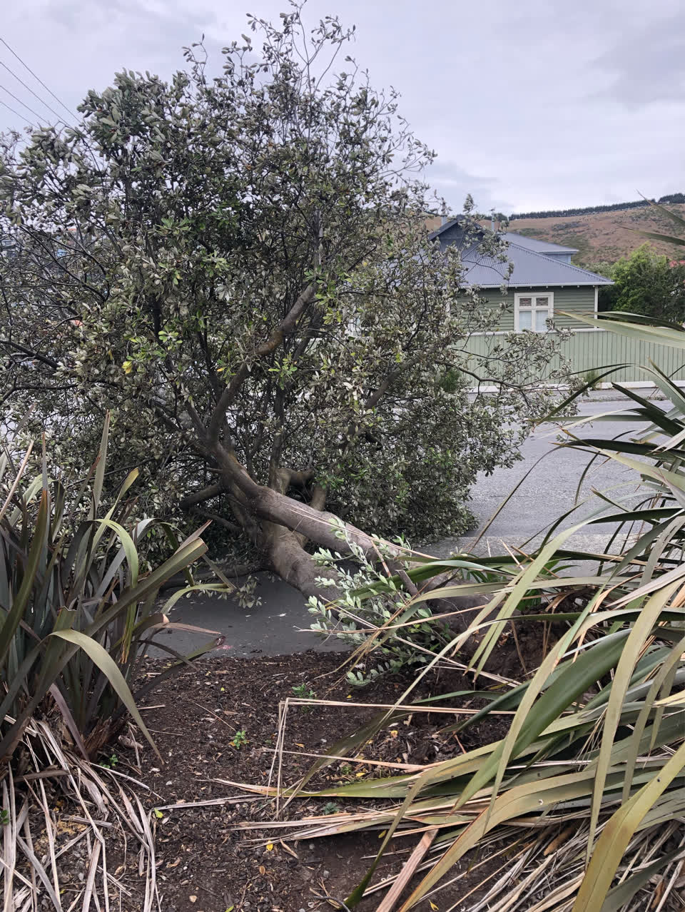 The photograph attached to this overgrown vegetation report