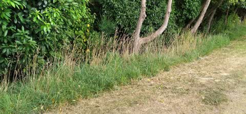 Overgrown Vegetation, a report photo