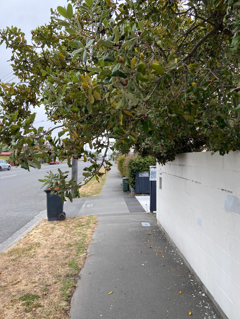The photograph attached to this trees - general report