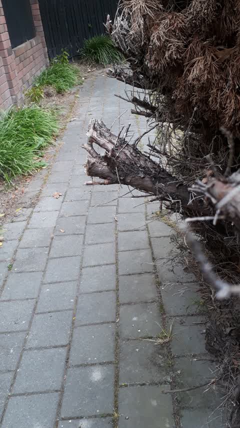 Overgrown Vegetation, a report photo