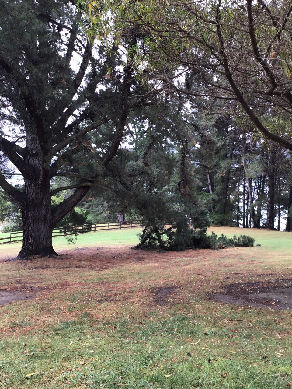 The photograph attached to this fallen tree report