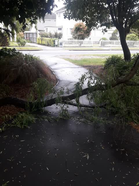 Fallen Tree, a report photo