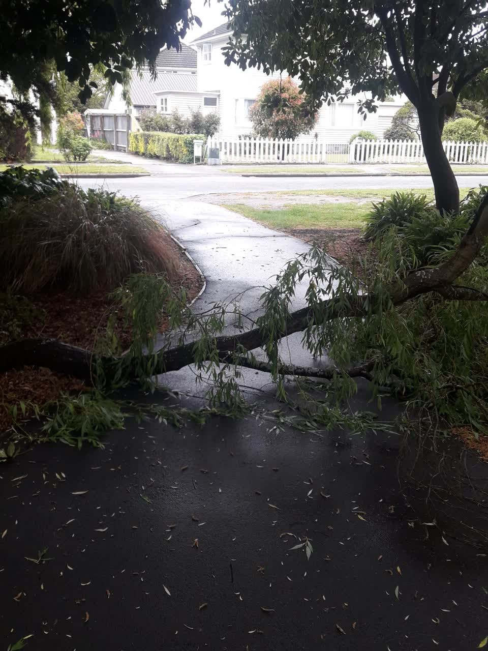 The photograph attached to this fallen tree report