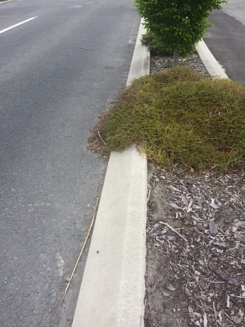 The photograph attached to this overgrown vegetation report
