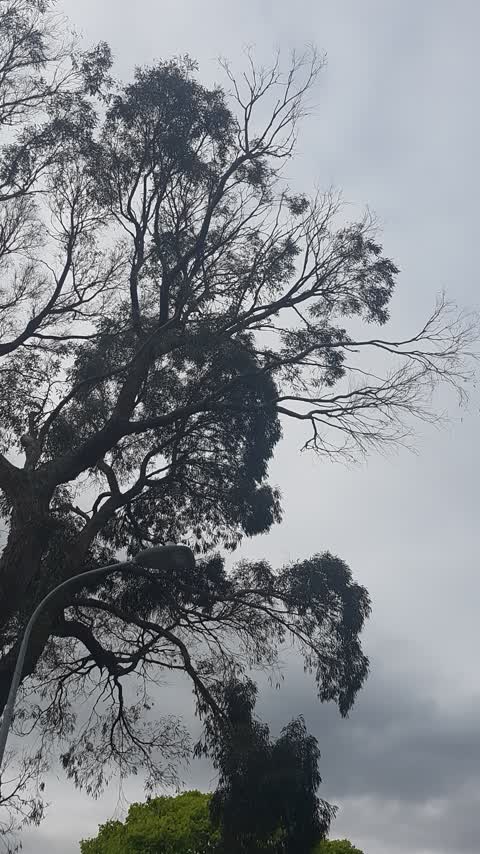 Trees - General, a report photo