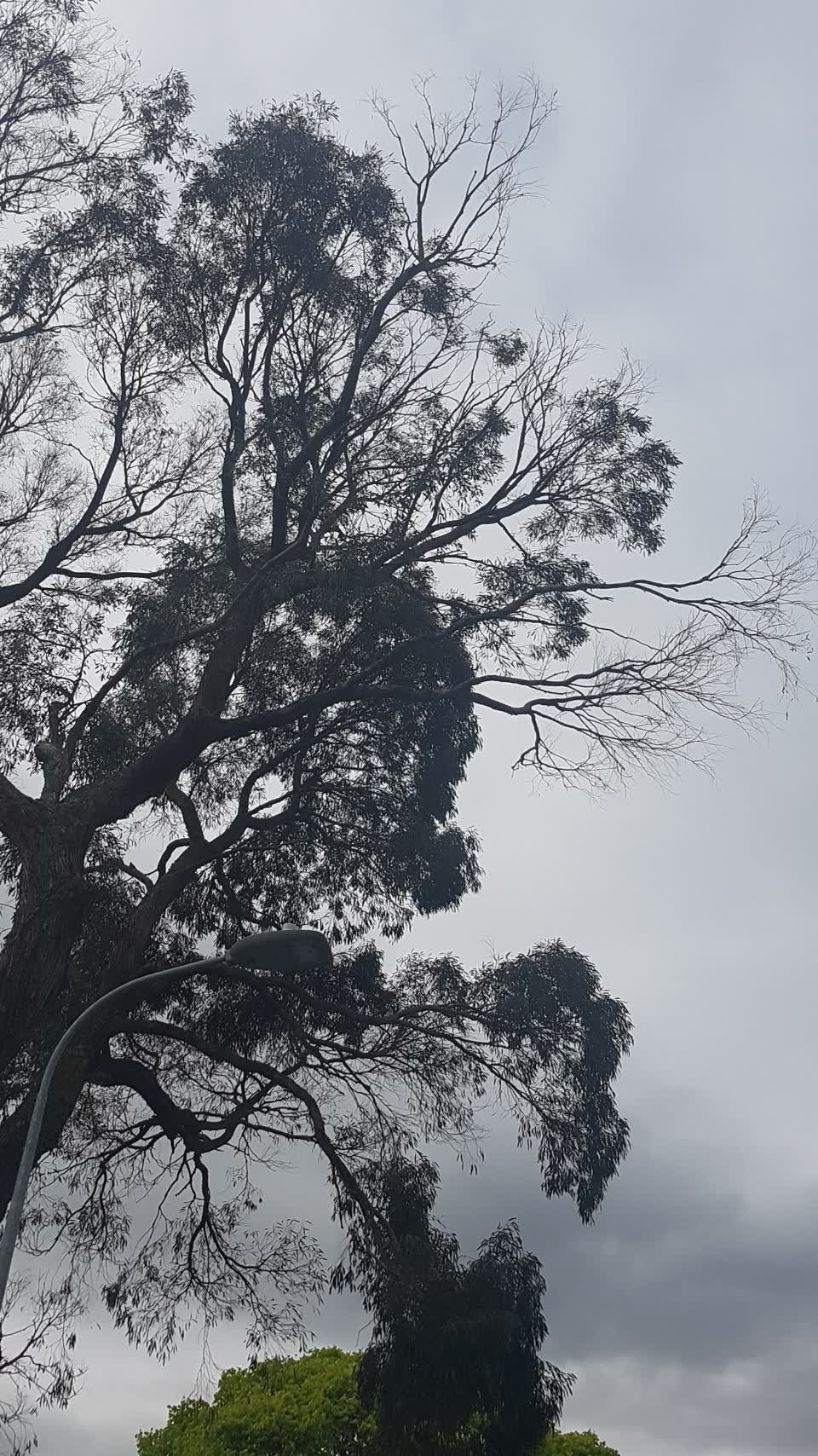 The photograph attached to this trees - general report