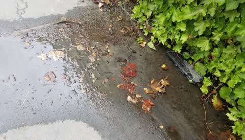 Water Leak, a report photo