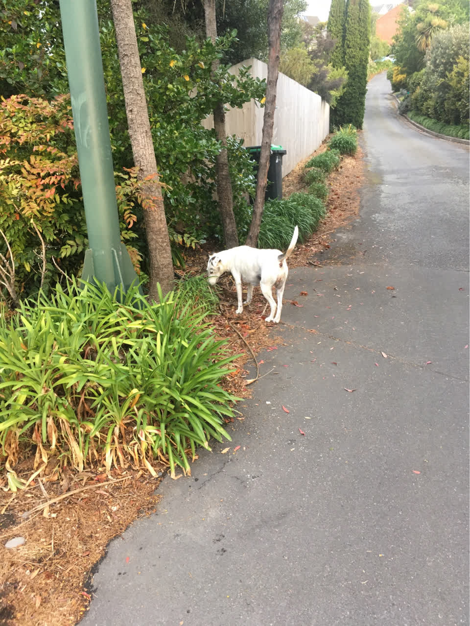 The photograph attached to this animal - domestic report