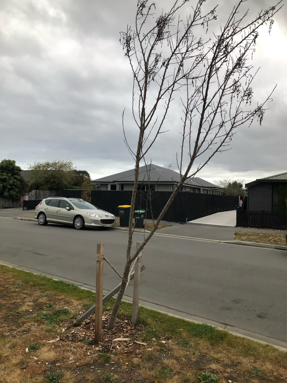 The photograph attached to this trees - general report