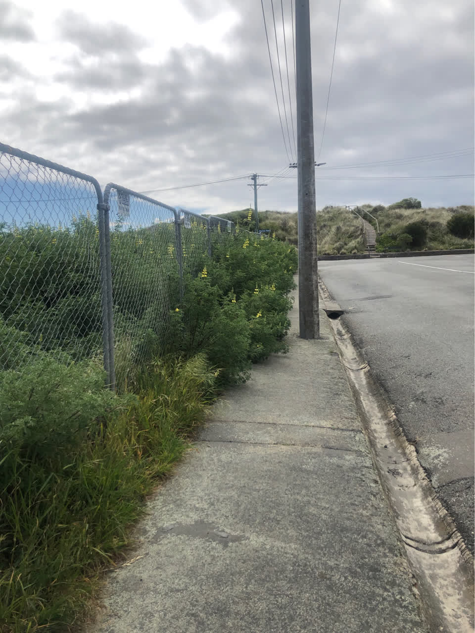 The photograph attached to this overgrown vegetation report