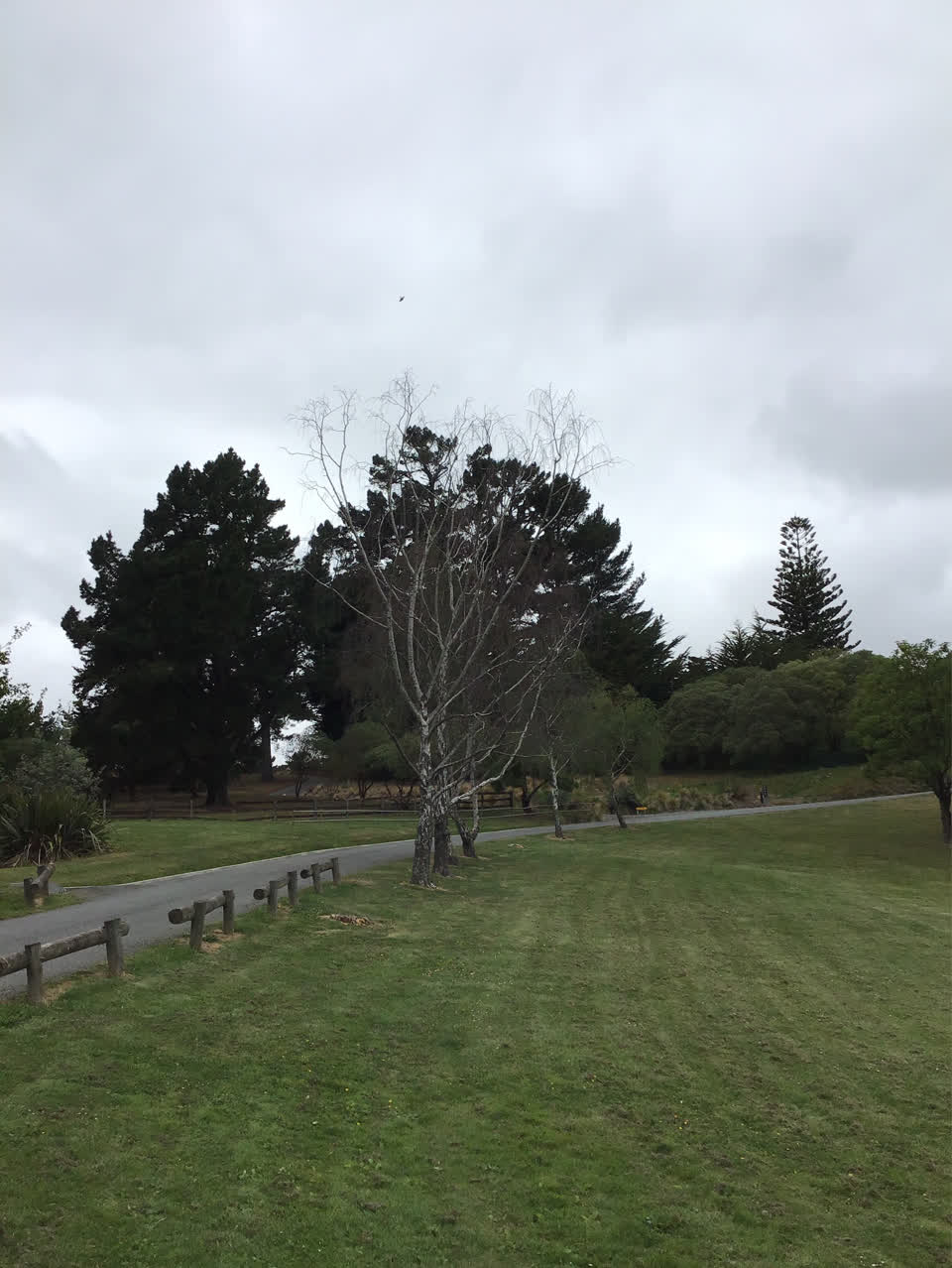 The photograph attached to this trees - general report