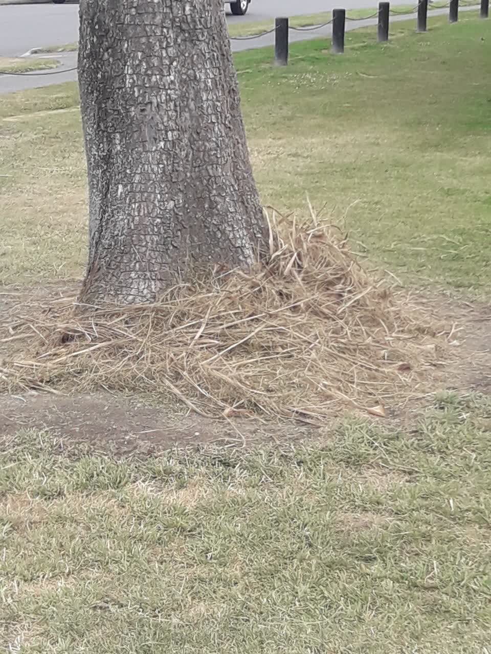 The photograph attached to this parks report