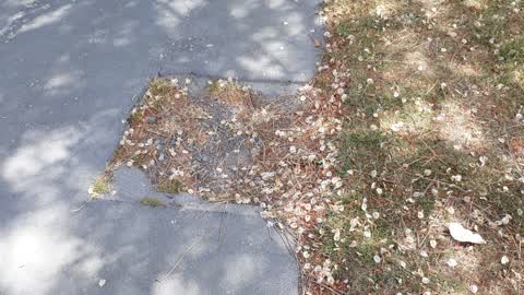 Roading/Streets, a report photo