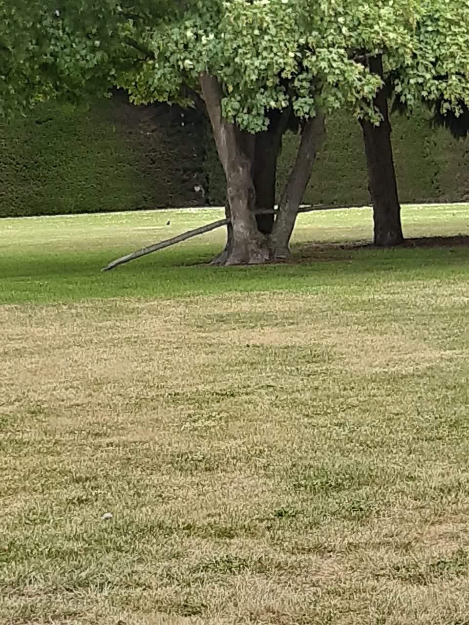 The photograph attached to this parks report