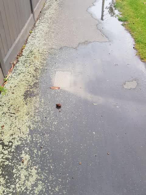 Water Leak, a report photo