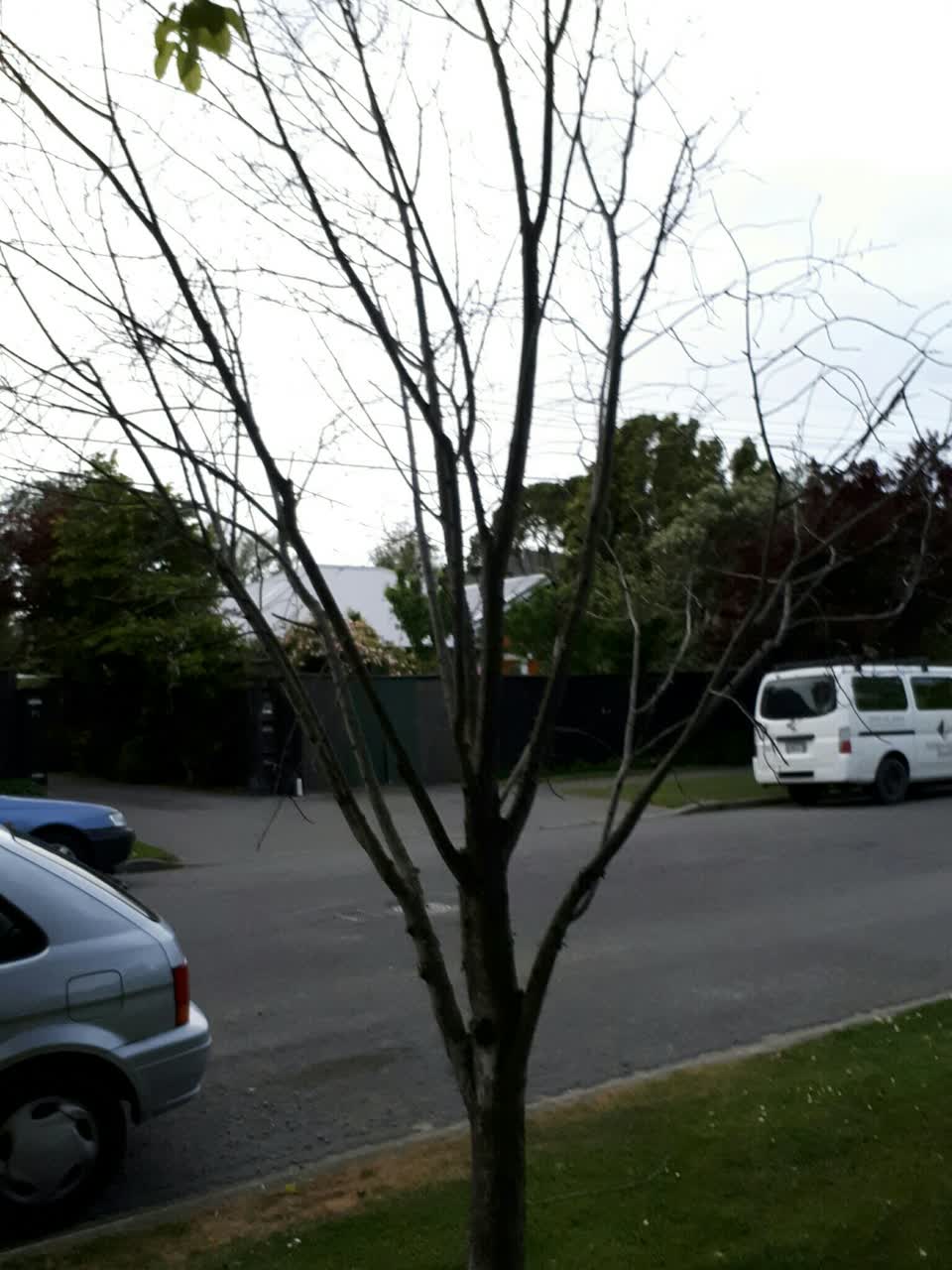 The photograph attached to this parks report
