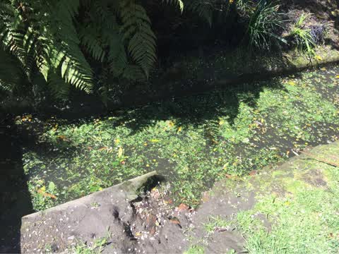 Sewer - Leak / Blockage, a report photo