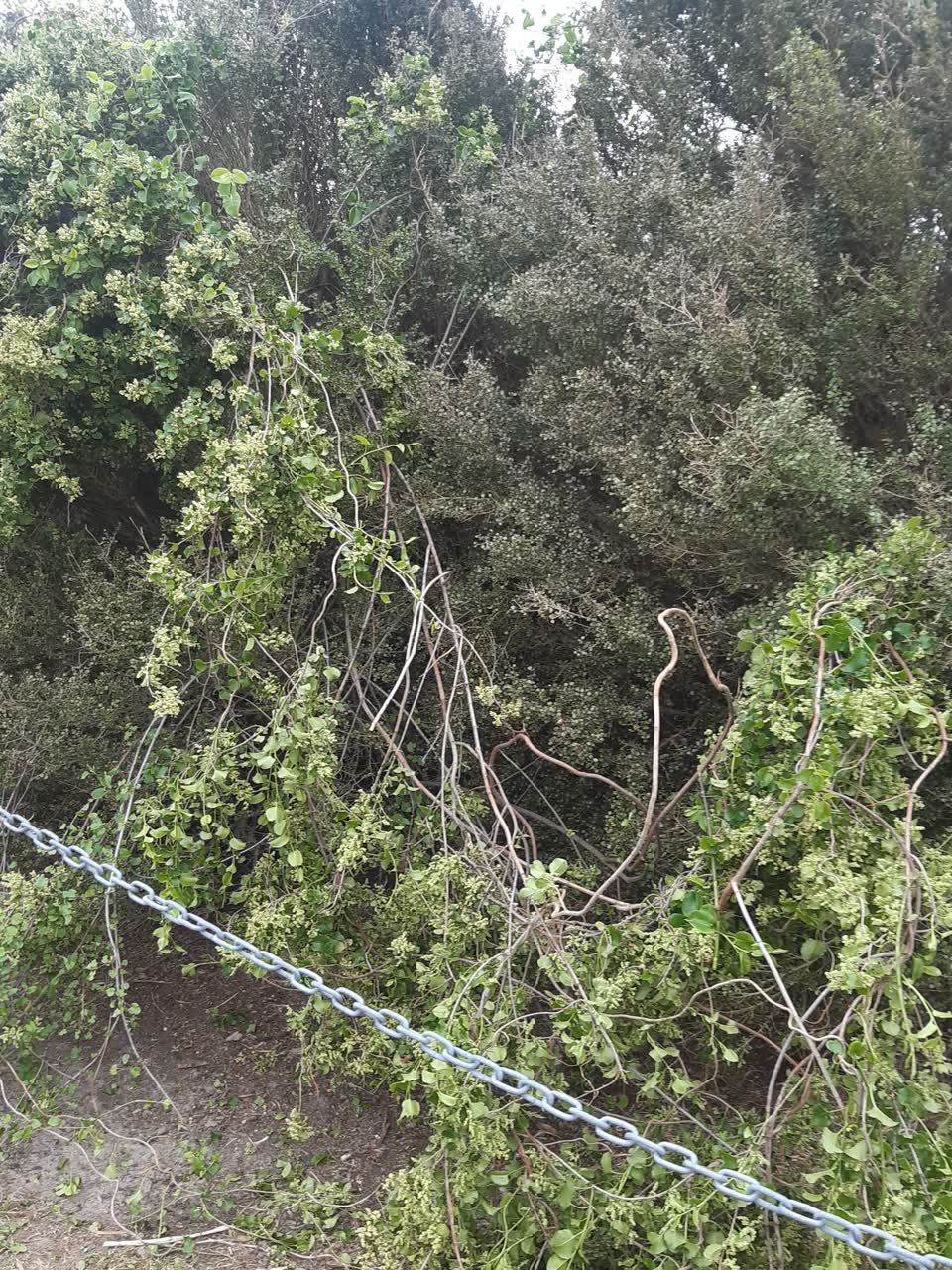 The photograph attached to this parks report