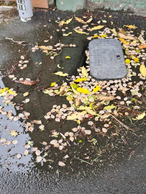 Water Leak, a report photo