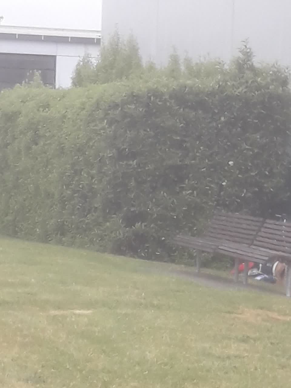 The photograph attached to this parks report