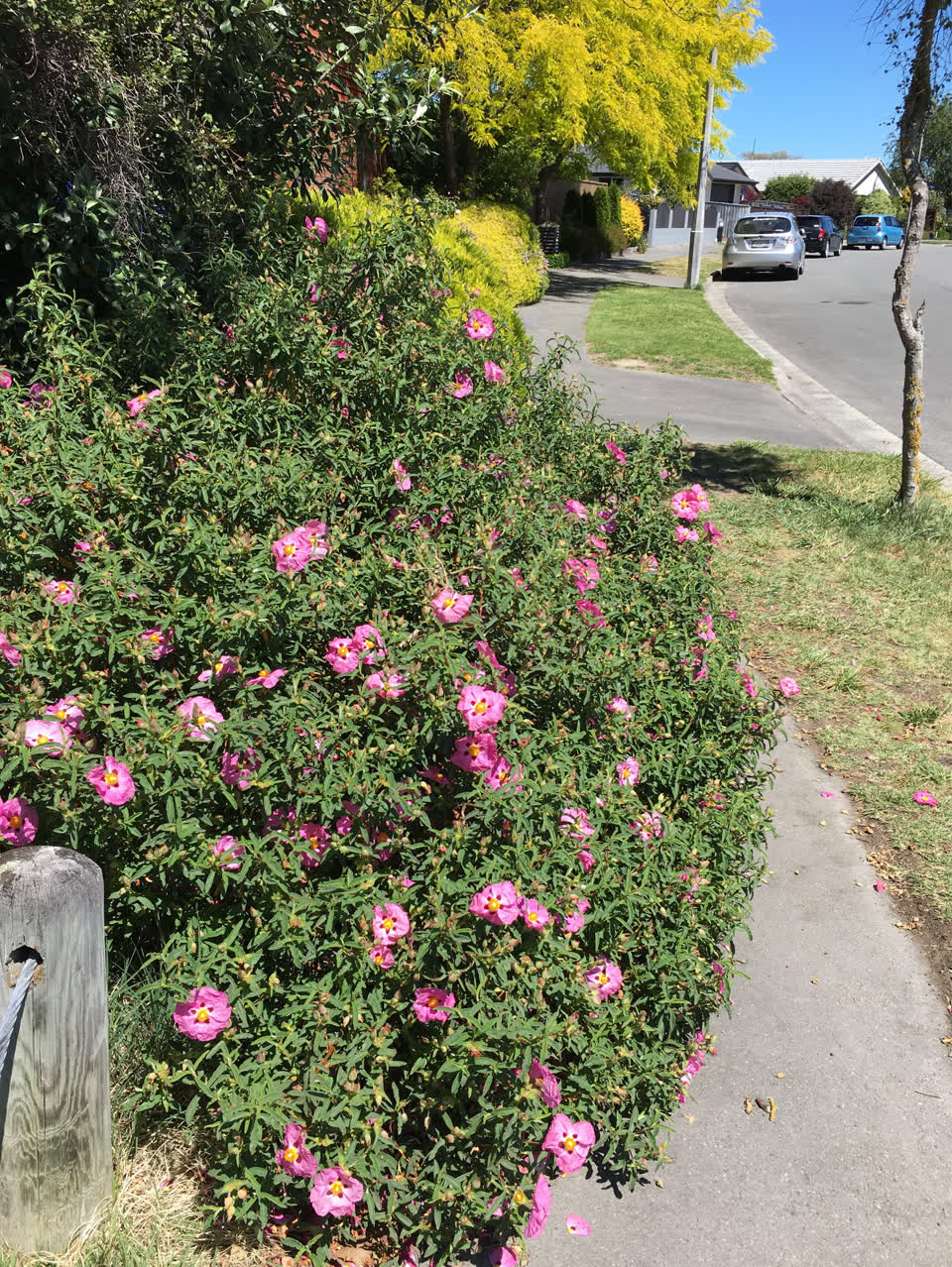 The photograph attached to this parks report