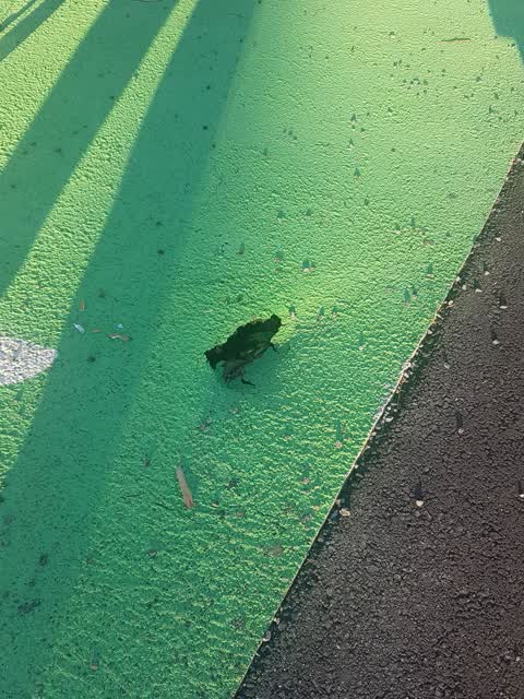Roading/Streets, a report photo