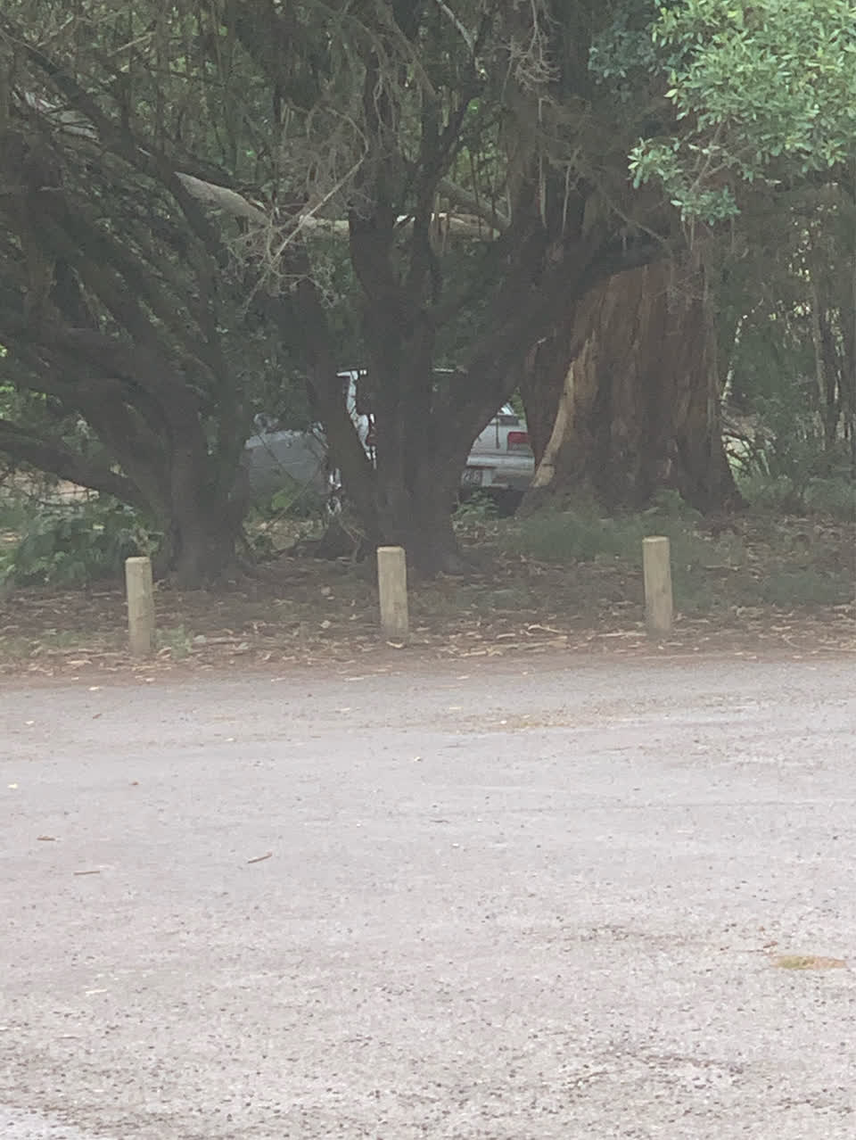 The photograph attached to this parks report