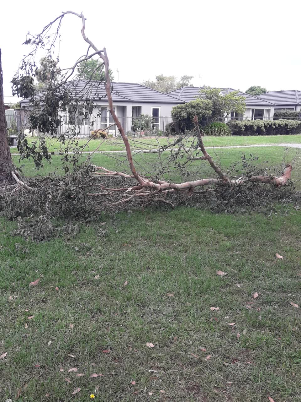 The photograph attached to this parks report