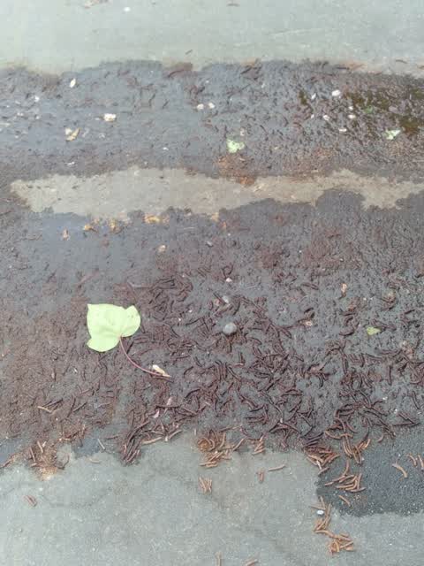 Water Leak, a report photo