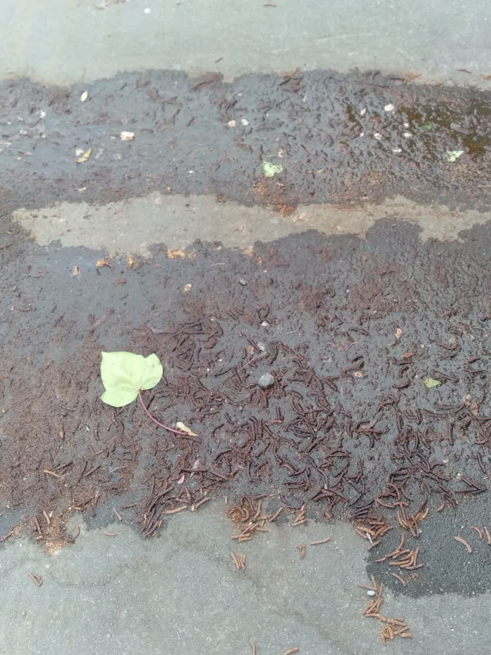 The photograph attached to this water leak report