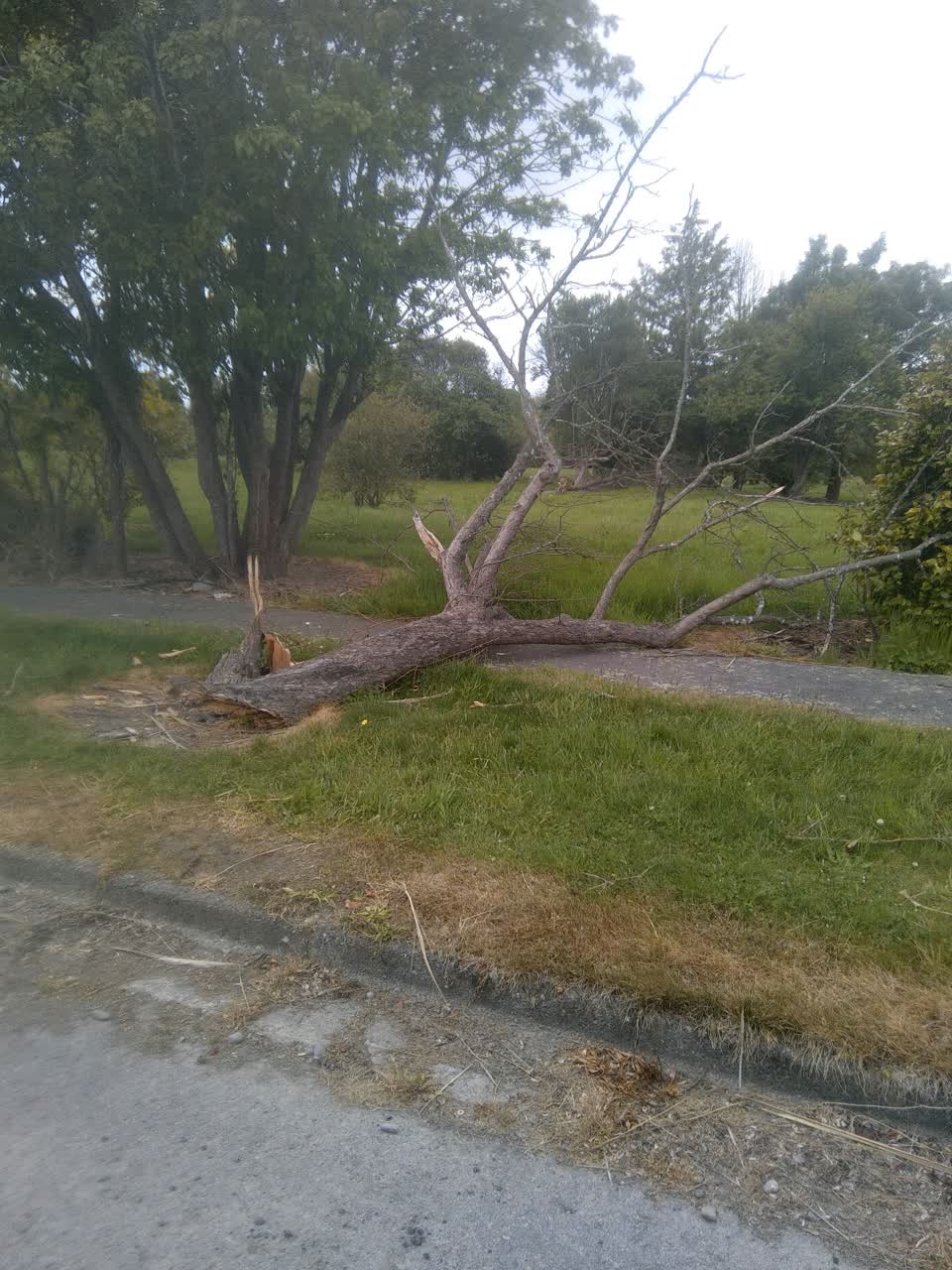 The photograph attached to this parks report