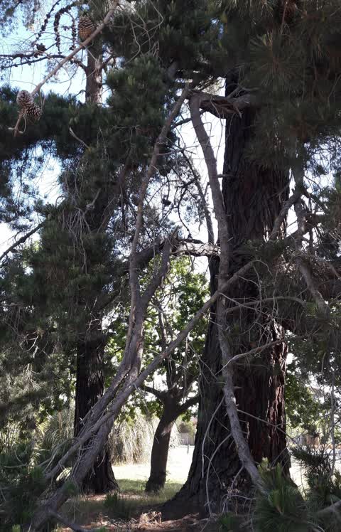 Parks, a report photo