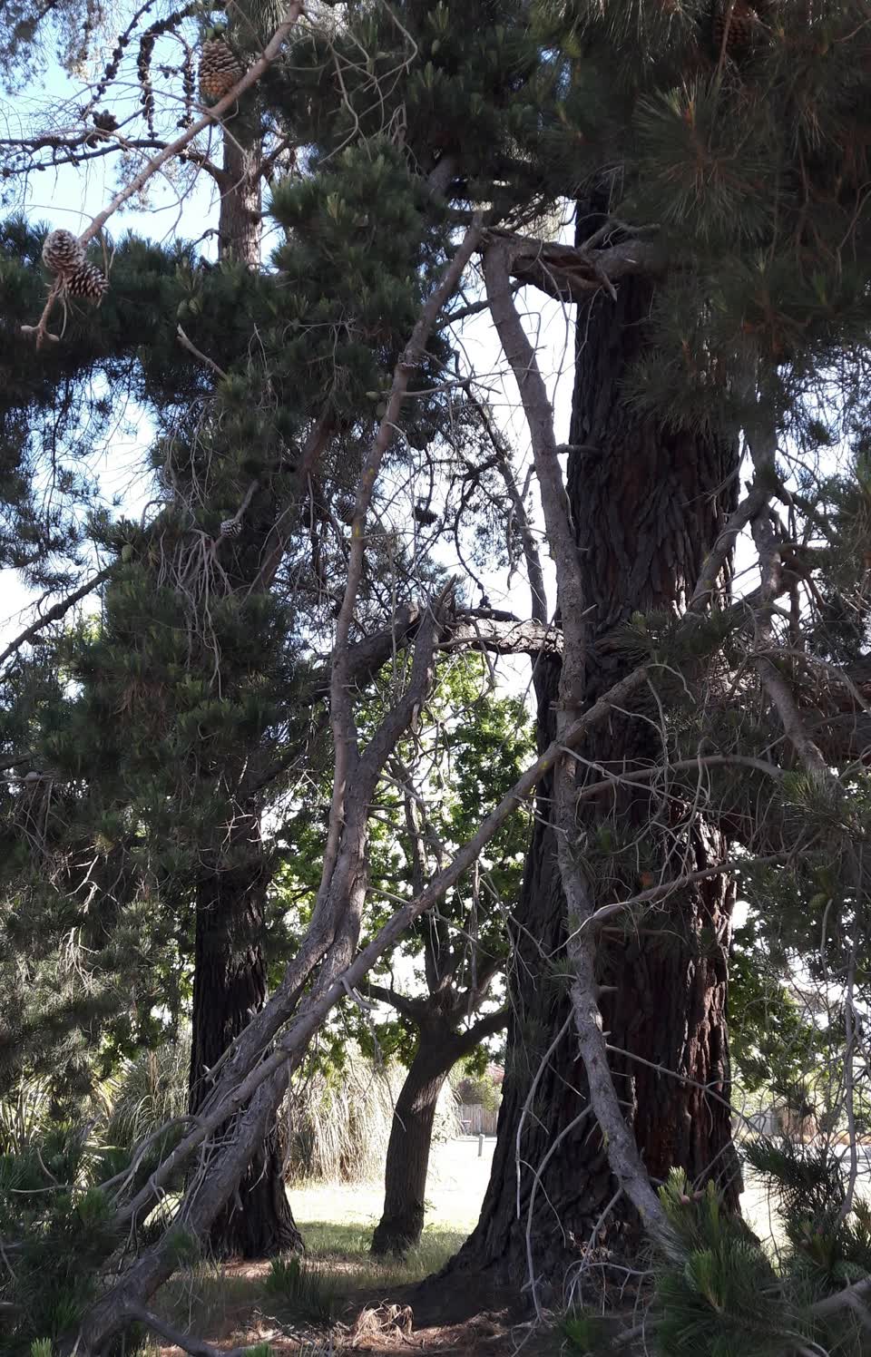 The photograph attached to this parks report