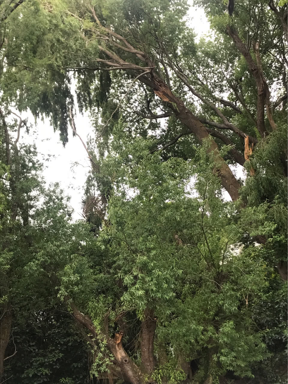 The photograph attached to this parks report