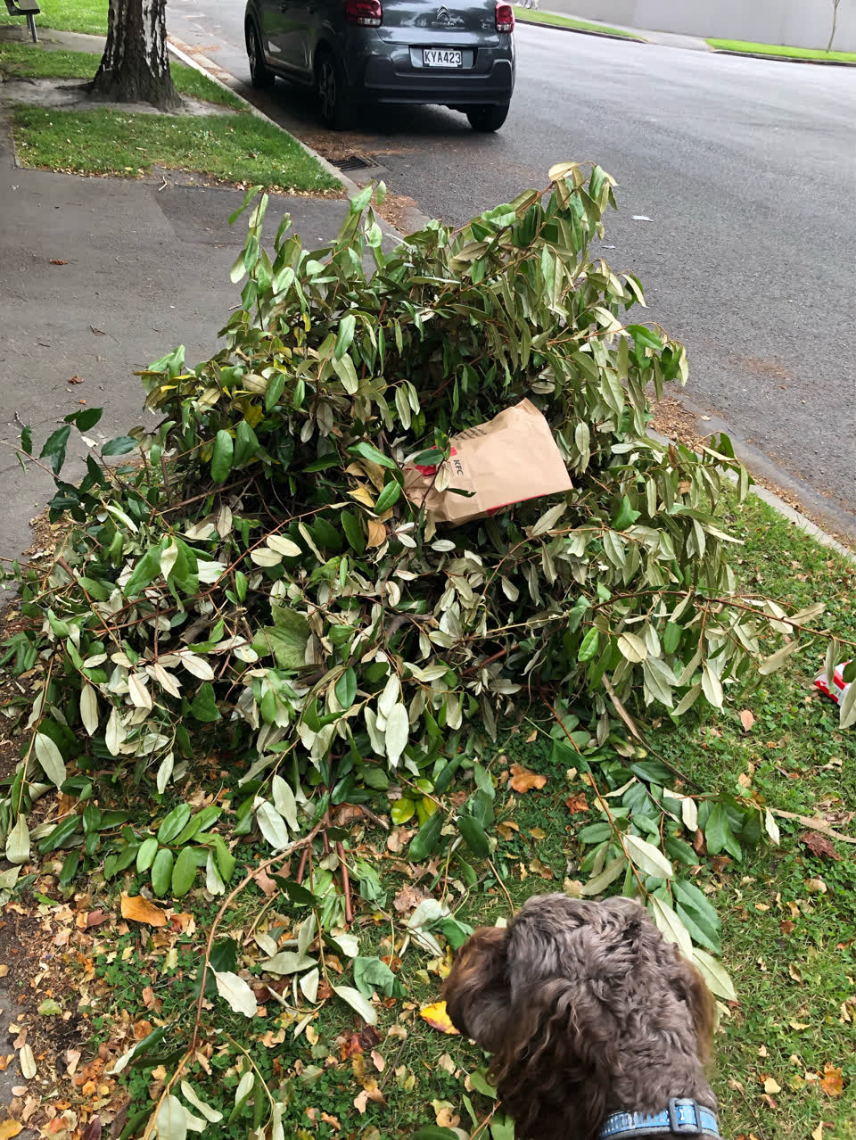 The photograph attached to this parks report
