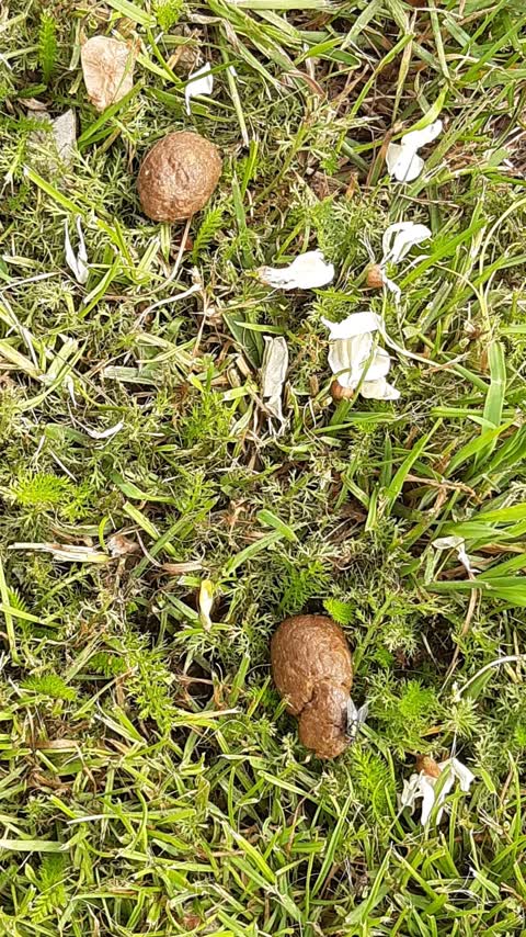 Sewer - General, a report photo