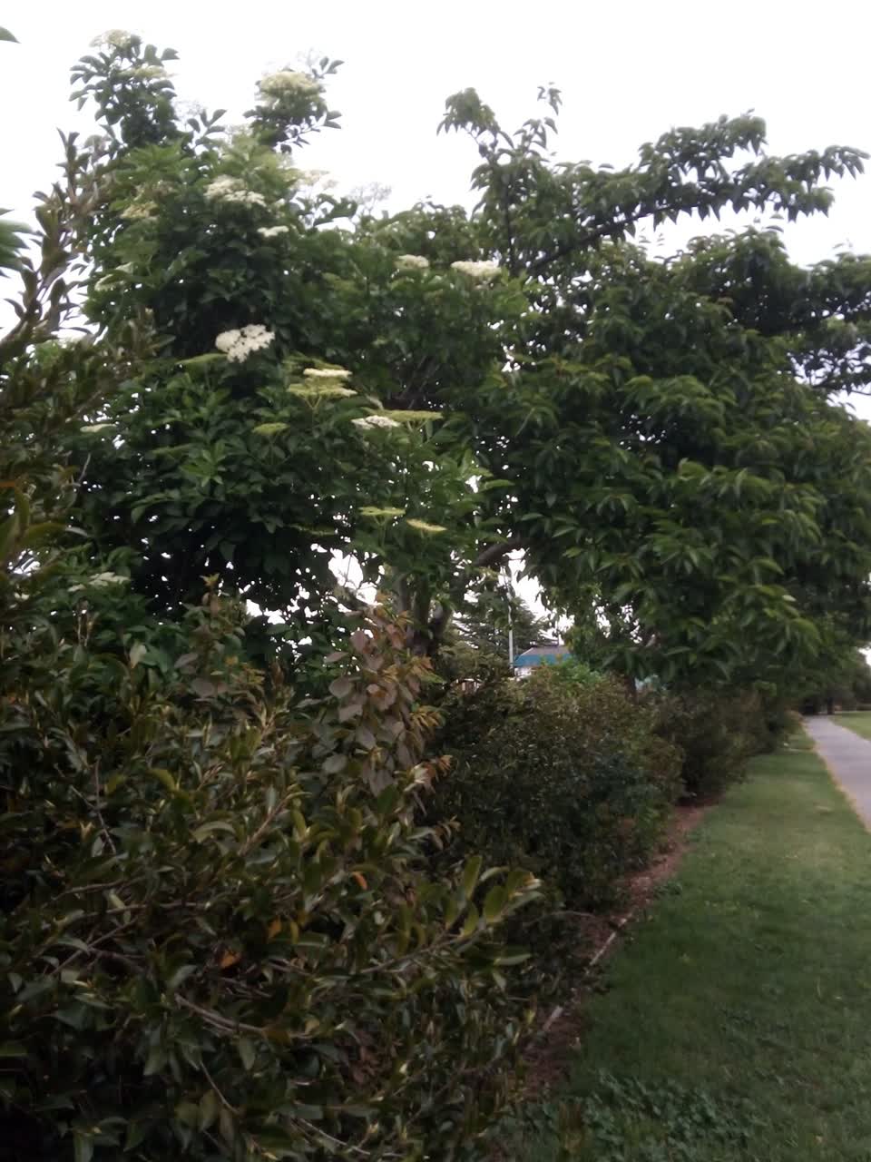 The photograph attached to this parks report
