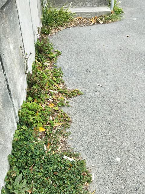 Parks, a report photo