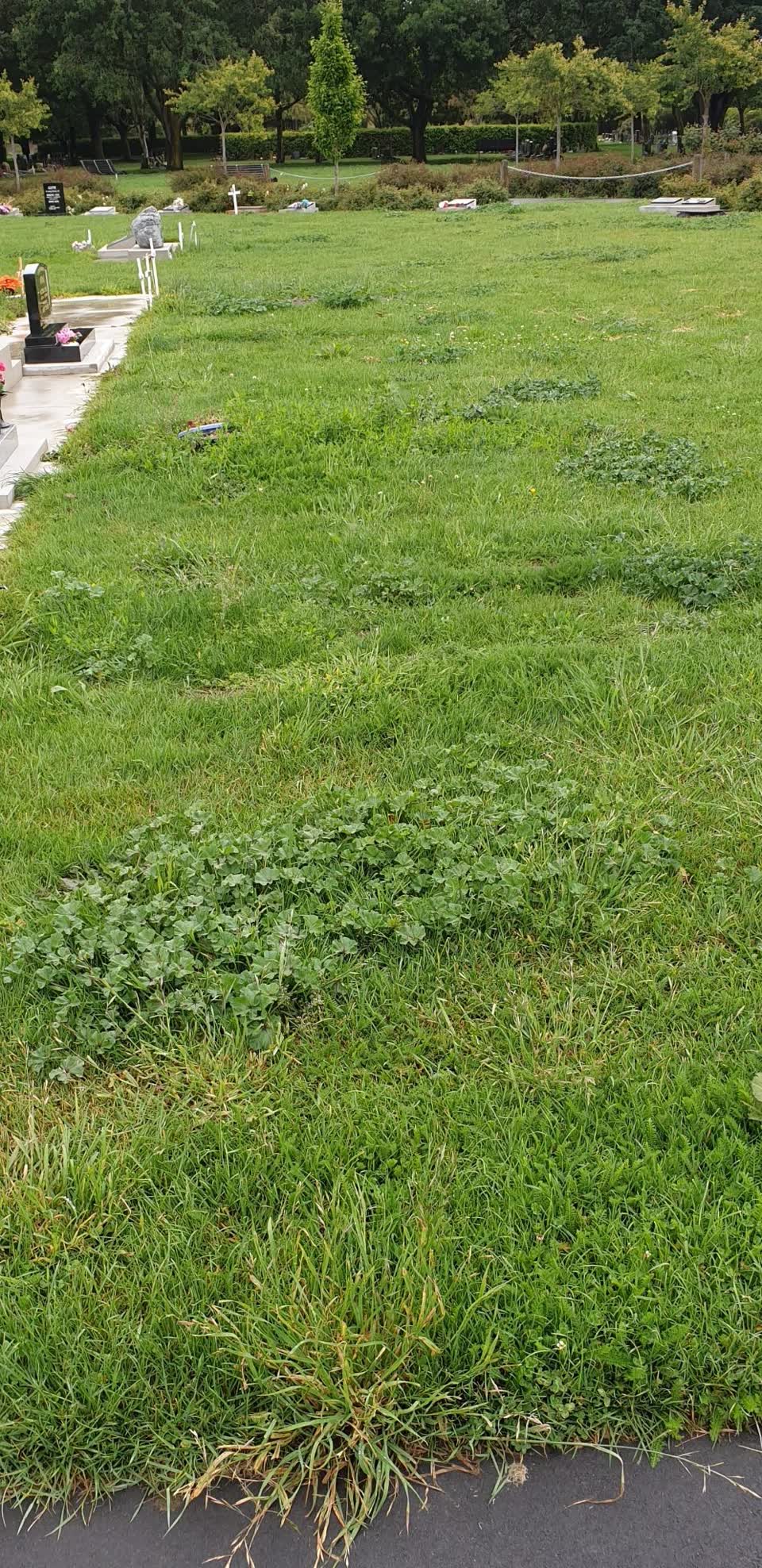 The photograph attached to this parks report