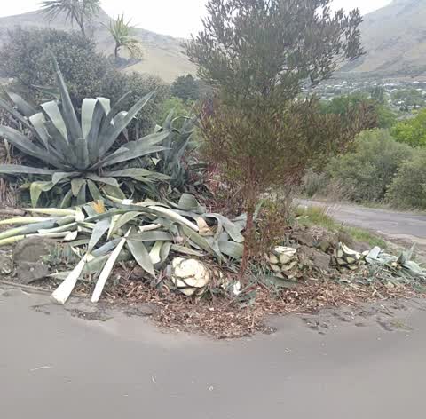 Rubbish/Recycling, a report photo