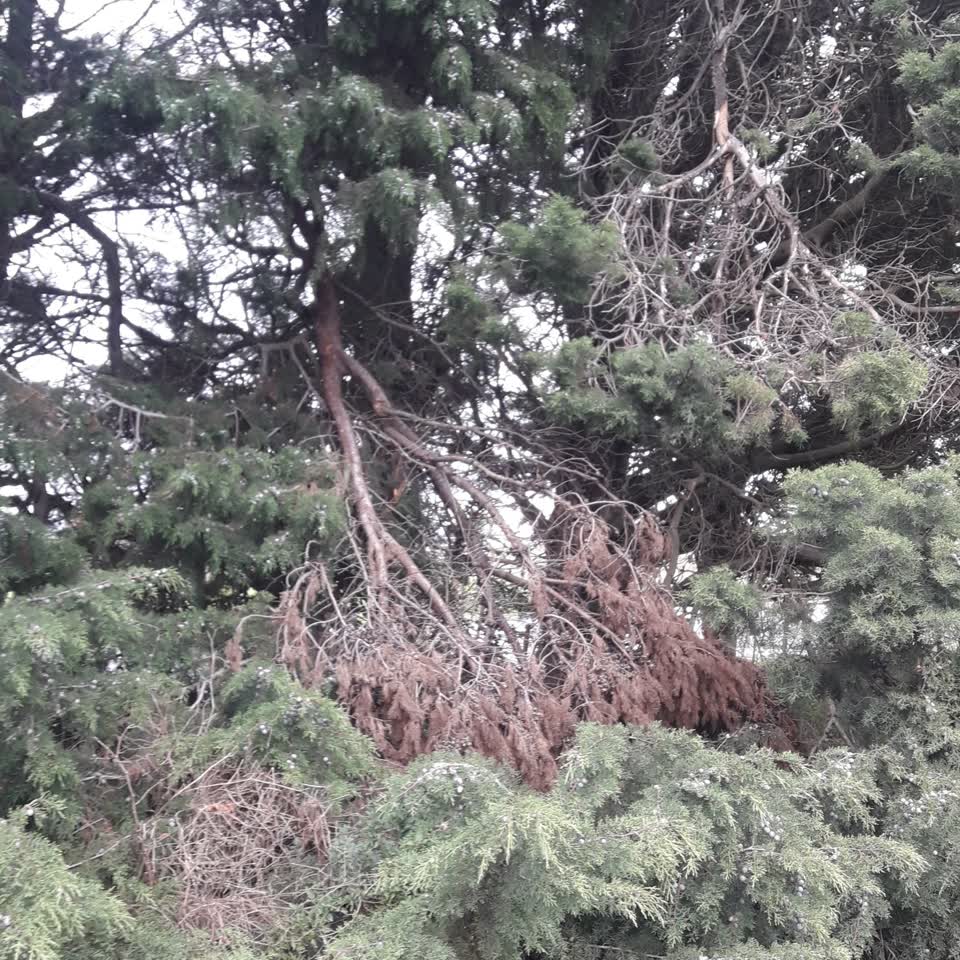 The photograph attached to this parks report
