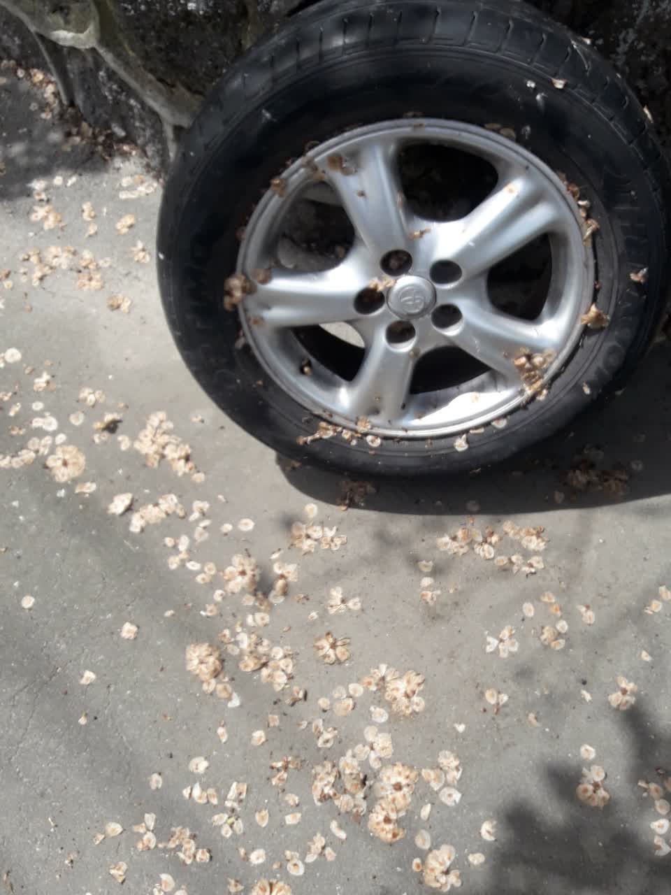 The photograph attached to this parks report