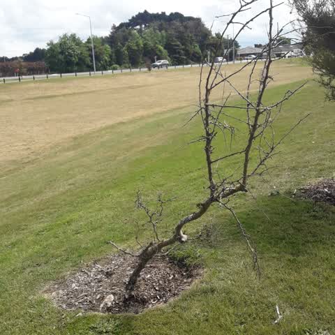 Parks, a report photo