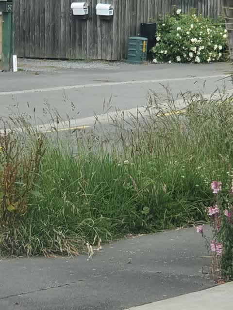 Parks — a report photo